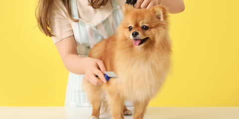 How to Brush My Dog Properly? - Lillian Ruff Pet Spa