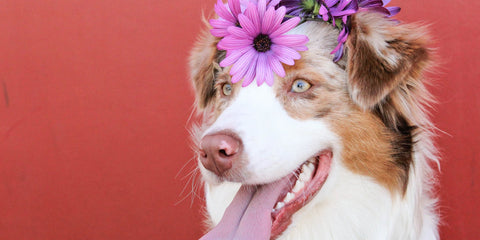 Top Tips to Keep Your Dog Clean During Spring - Lillian Ruff Pet Spa