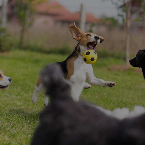 DOGGY DAY CARE