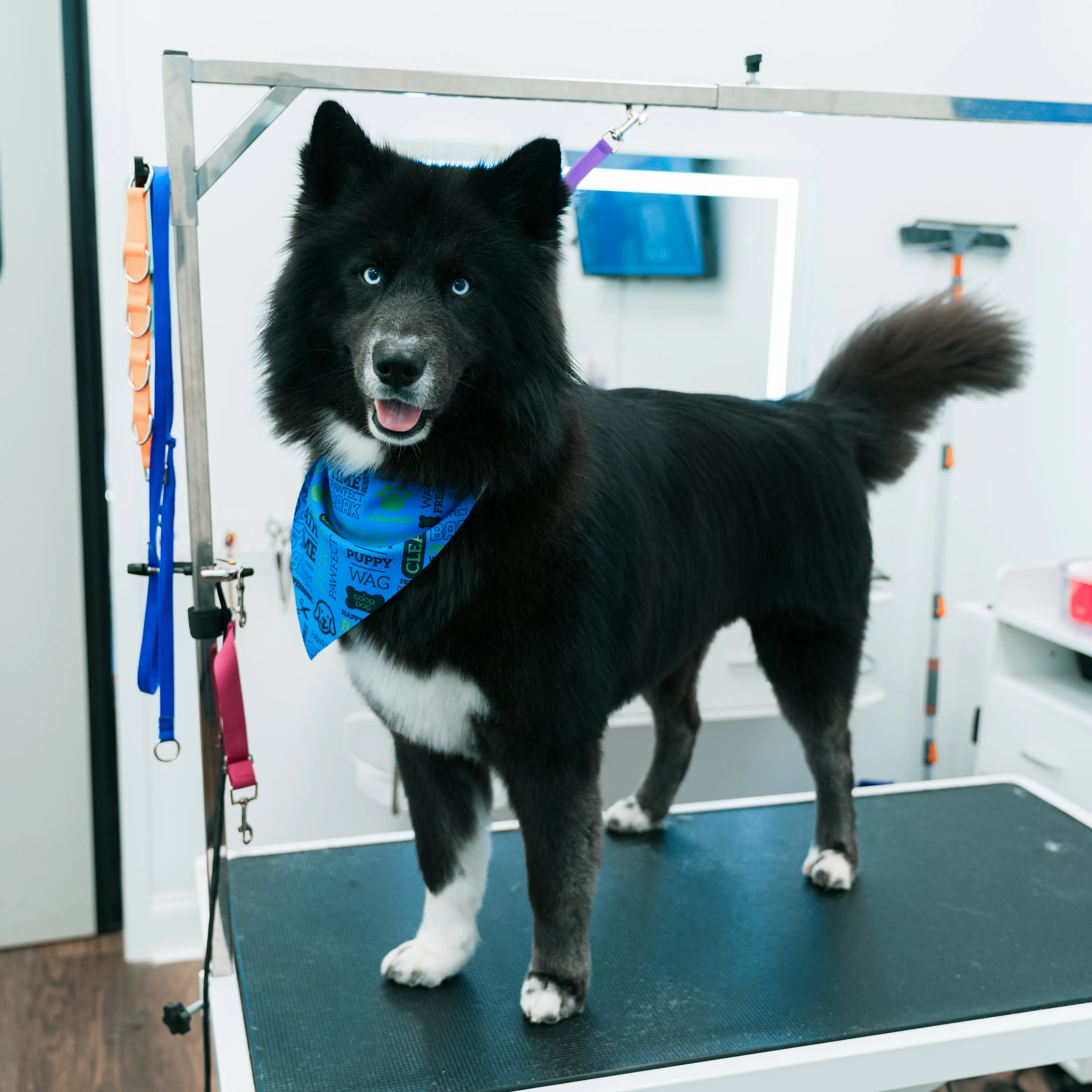 After: Siberian Husky grooming transformation