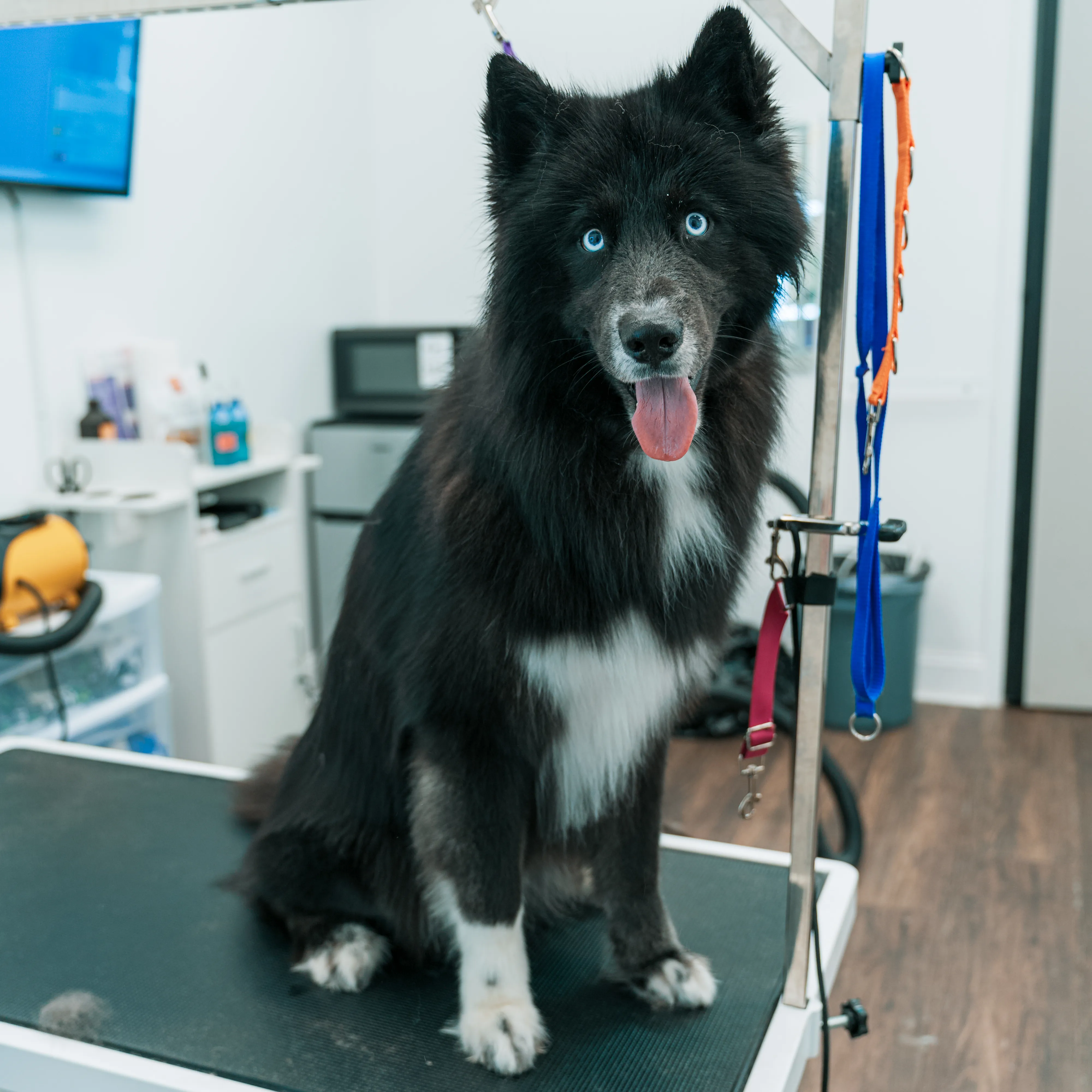 Before: Siberian Husky grooming transformation