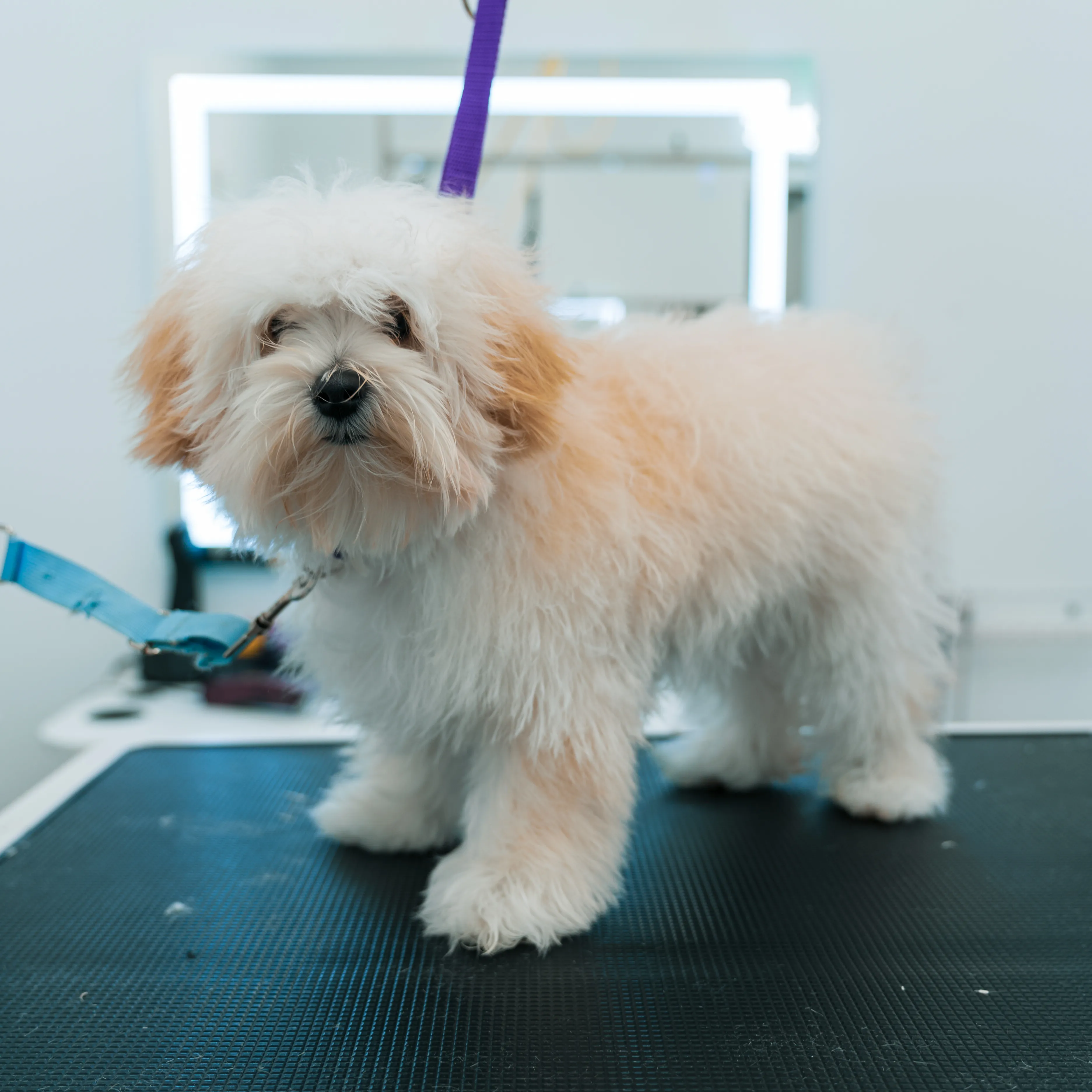 Before: Maltipoo grooming transformation