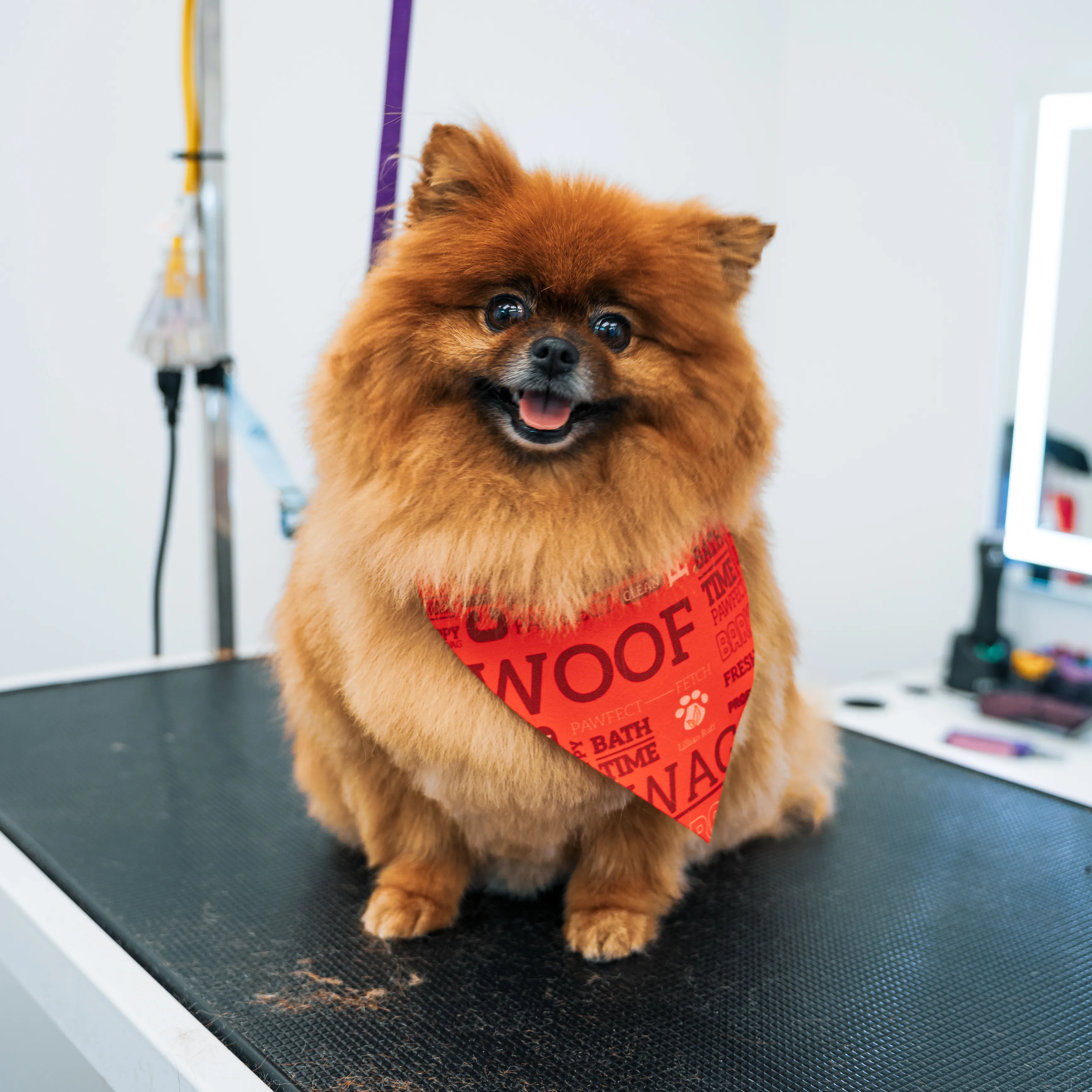 After: Pomeranian grooming transformation