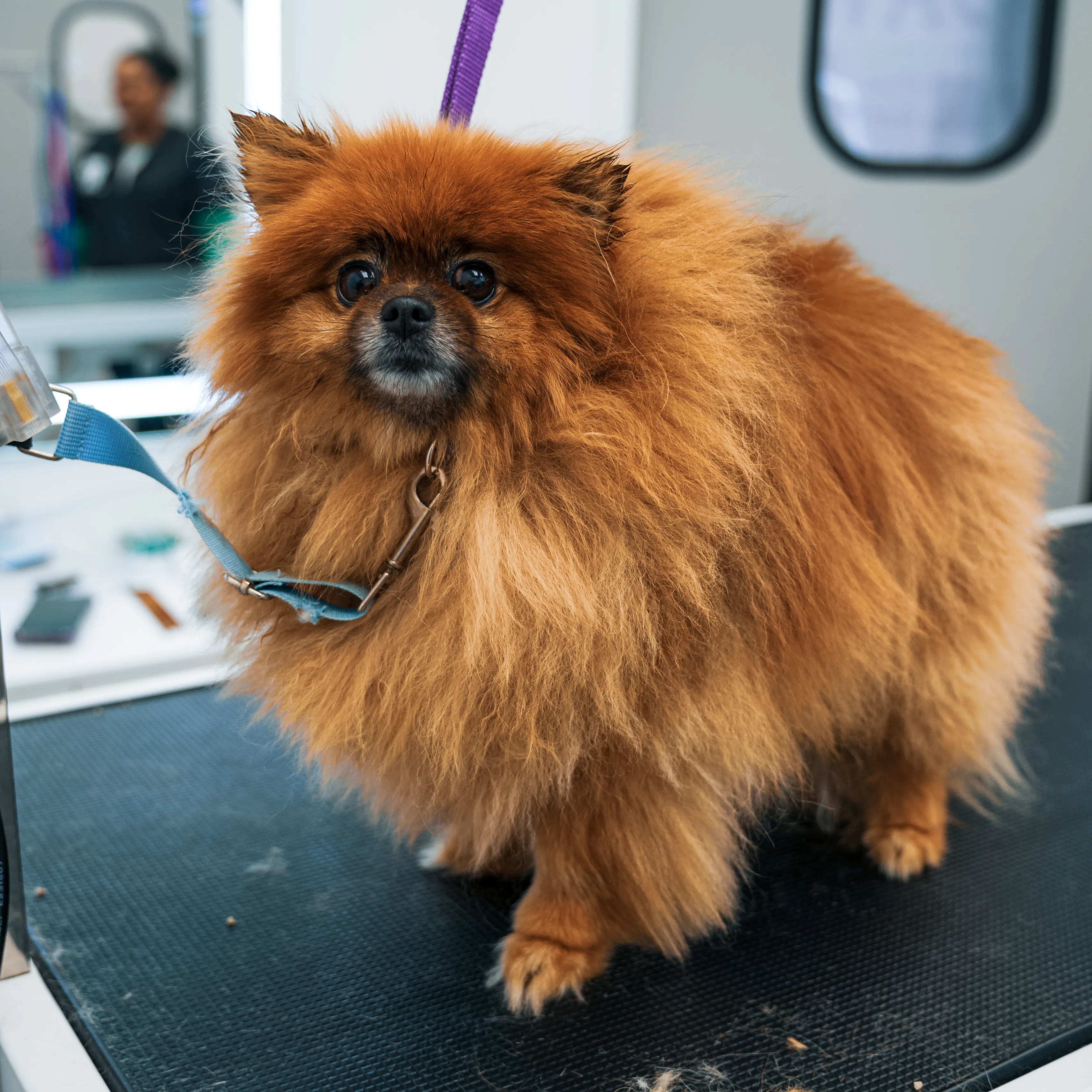 Before: Pomeranian grooming transformation