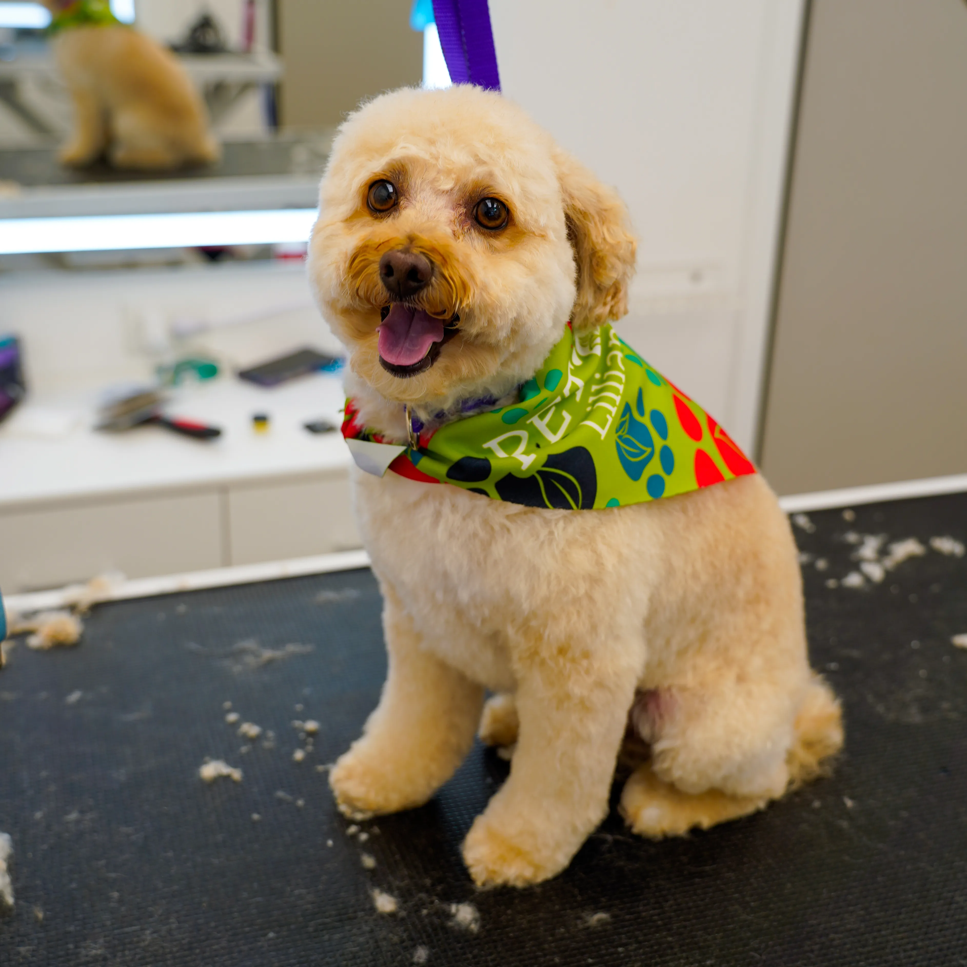 After: Standard Poodle grooming transformation