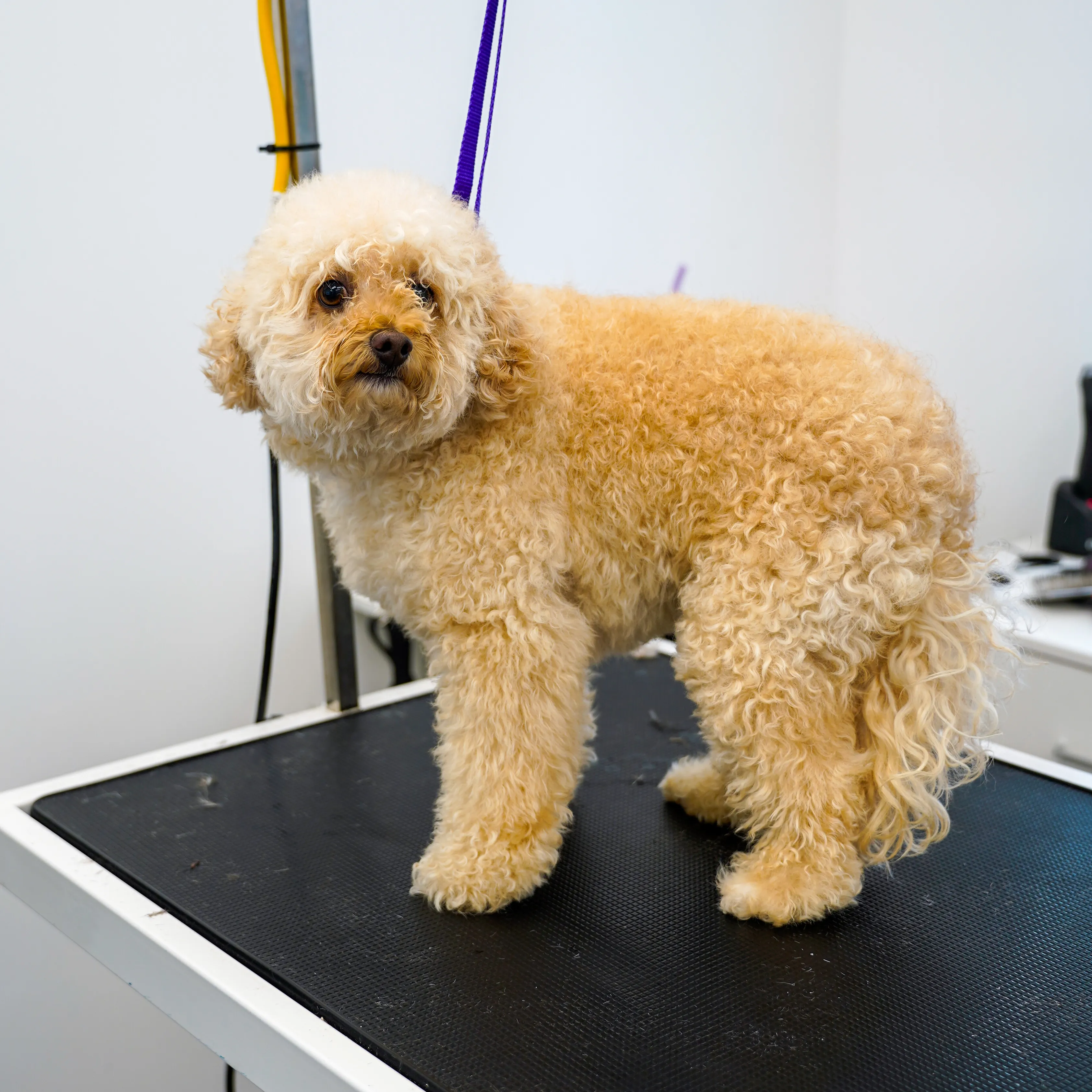Before: Standard Poodle grooming transformation